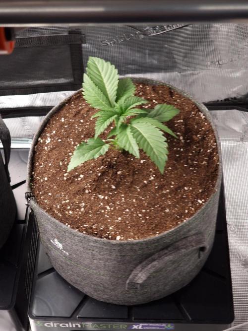 Chicken n’ Wafflez by Humboldt (HSC). Week 3