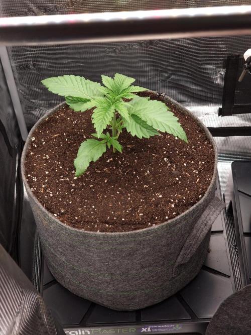 Chicken n’ Wafflez by Humboldt (HSC). Week 3