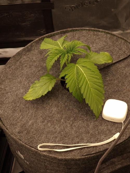 Chicken n’ Wafflez by Humboldt (HSC). Week 3