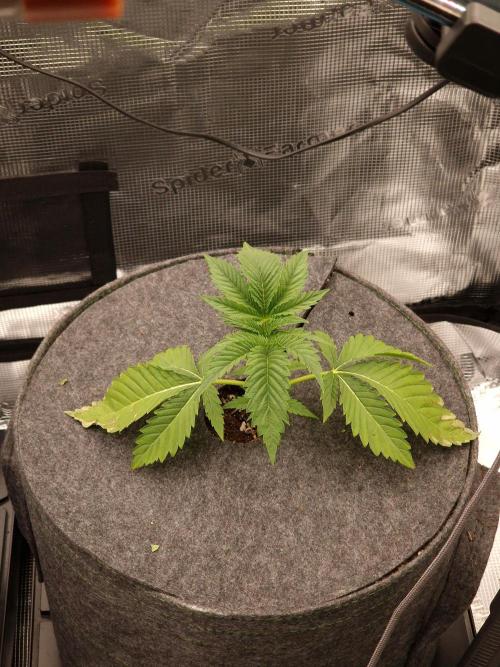 Chicken n’ Wafflez by Humboldt (HSC). Week 3