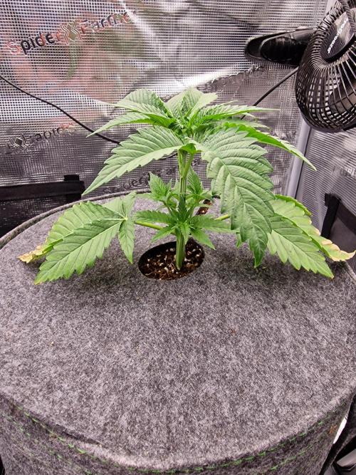 Chicken n’ Wafflez by Humboldt (HSC). Week 3