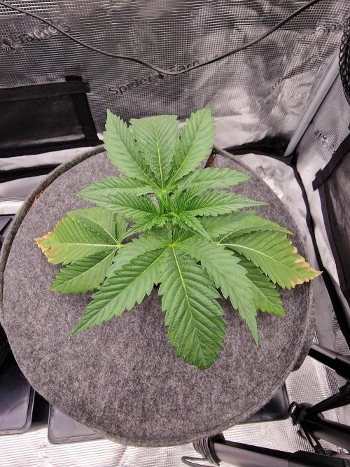 Chicken n’ Wafflez by Humboldt (HSC). Week 3