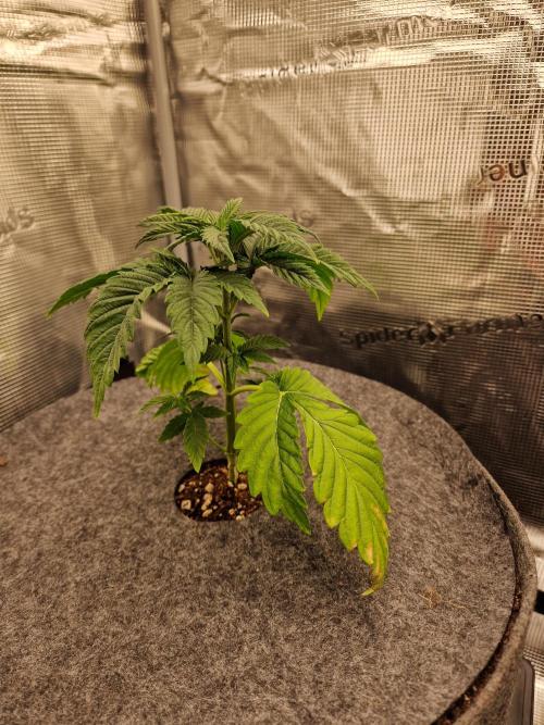 Chicken n’ Wafflez by Humboldt (HSC). Week 3