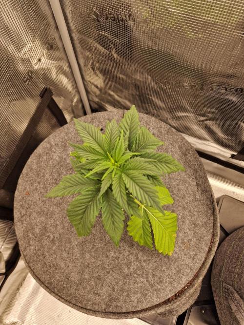 Chicken n’ Wafflez by Humboldt (HSC). Week 3