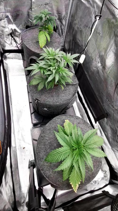 Chicken n’ Wafflez by Humboldt (HSC)