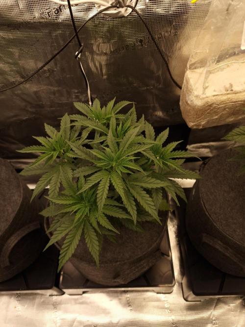 Jelly Donutz - Humboldt Seed Company. Week 5