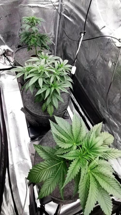Jelly Donutz - Humboldt Seed Company
