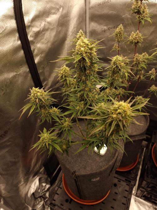 Apricot Automatic from 420 Fast Buds. Week 6
