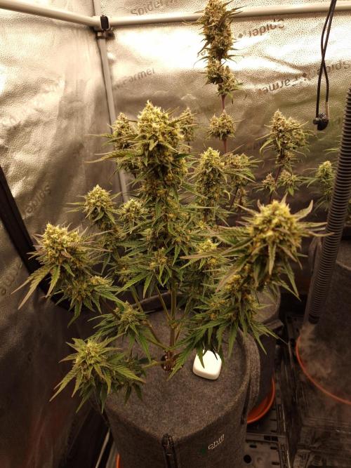 Apricot Automatic from 420 Fast Buds. Week 6