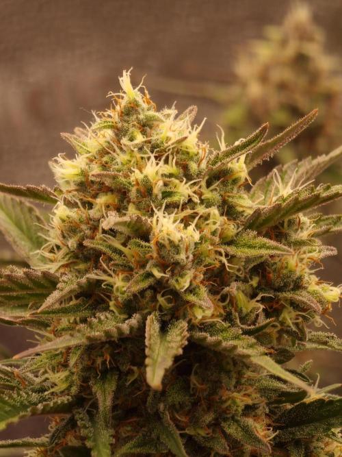 Apricot Automatic from 420 Fast Buds. Week 6