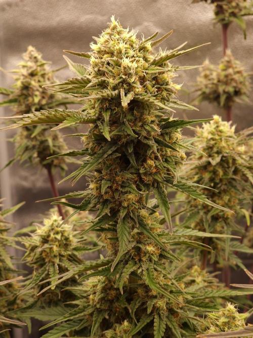 Apricot Automatic from 420 Fast Buds. Week 6