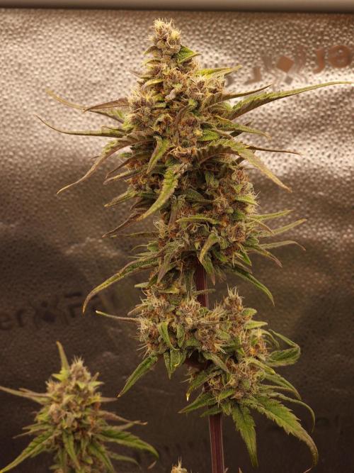 Apricot Automatic from 420 Fast Buds. Week 6