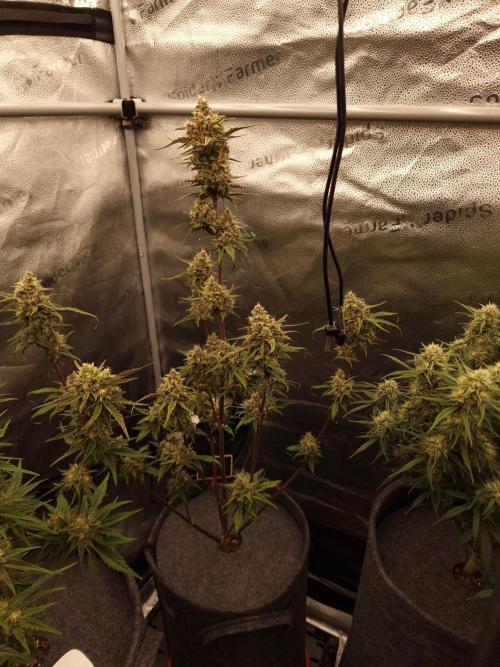 Apricot Automatic from 420 Fast Buds. Week 6