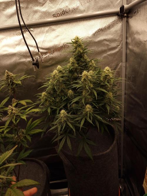 Amnesia Skittelz Fast Buds. Week 6