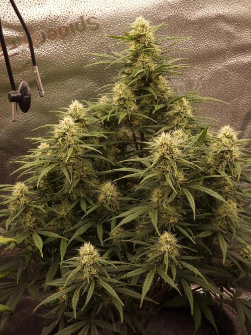 Amnesia Skittelz Fast Buds. Week 6