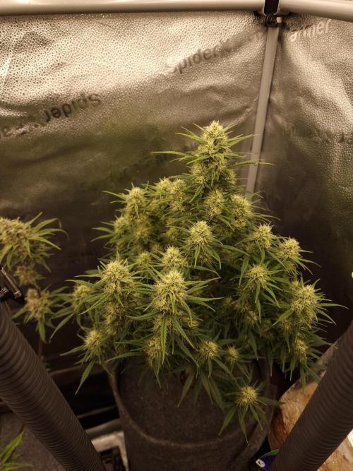 Amnesia Skittelz Fast Buds. Week 6