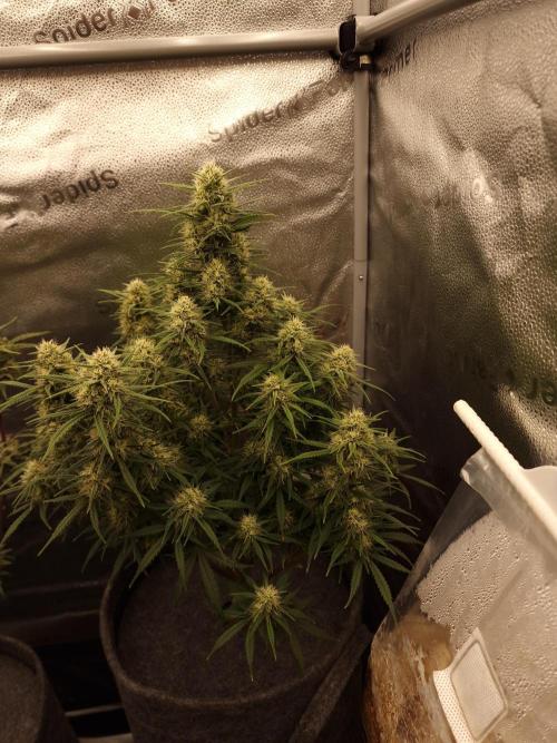 Amnesia Skittelz Fast Buds. Week 6