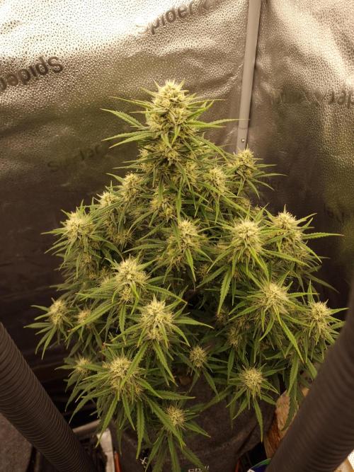 Amnesia Skittelz Fast Buds. Week 6