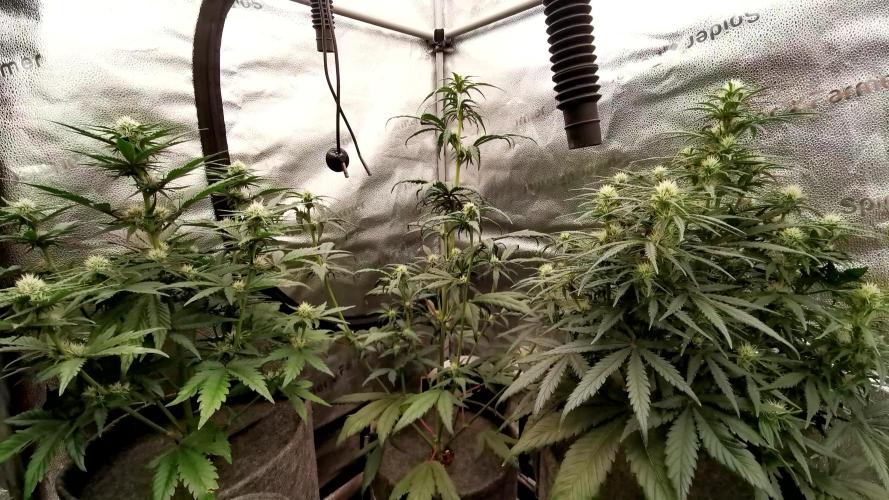 Amnesia Skittelz Fast Buds