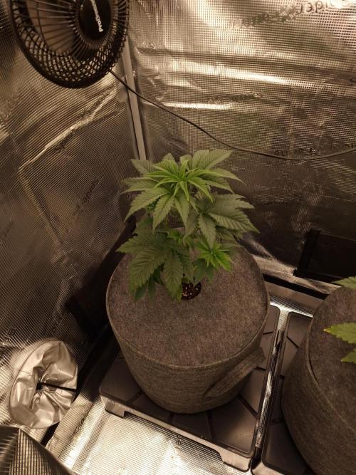 Chicken n’ Wafflez by Humboldt (HSC). Week 4 - #1