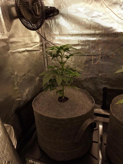 Chicken n’ Wafflez by Humboldt (HSC). Week 4 - #1