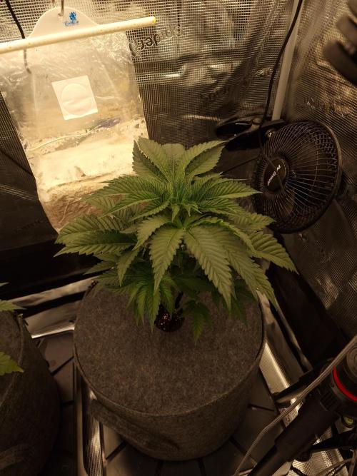 Chicken n’ Wafflez by Humboldt (HSC). Week 4 - #2