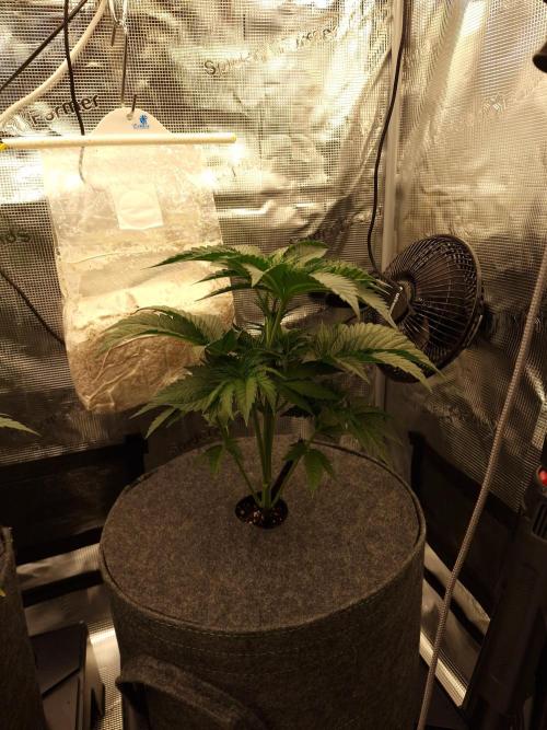Chicken n’ Wafflez by Humboldt (HSC). Week 4 - #2