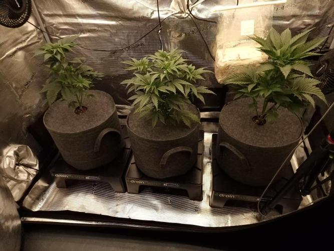 Chicken n’ Wafflez by Humboldt (HSC). Week 4 - #1, Jelly Donutz, #2