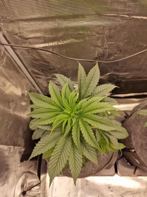Chicken n’ Wafflez by Humboldt (HSC). Week 4 - #1