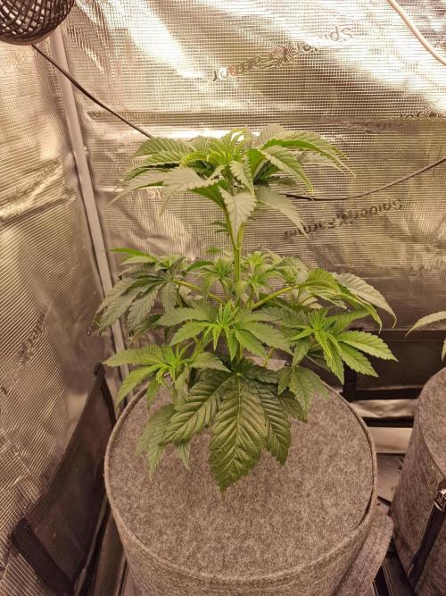 Chicken n’ Wafflez by Humboldt (HSC). Week 4 - #1