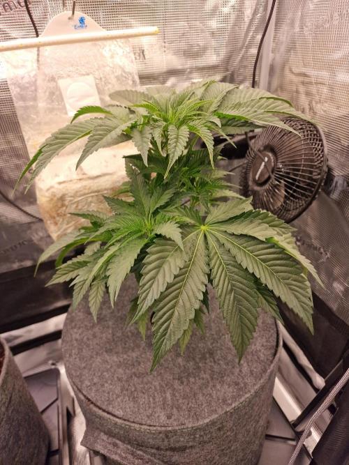 Chicken n’ Wafflez by Humboldt (HSC). Week 4 - #2
