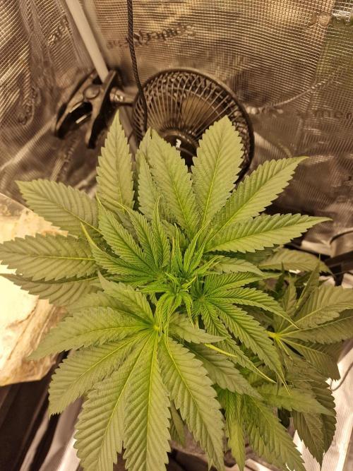 Chicken n’ Wafflez by Humboldt (HSC). Week 4 - #2