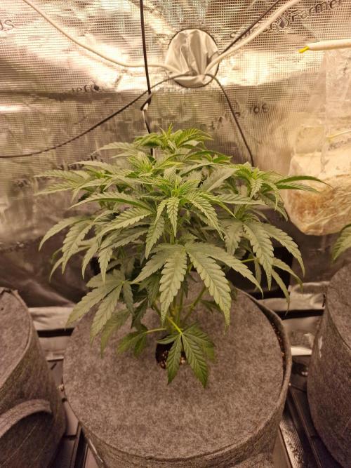 Jelly Donutz - Humboldt Seed Company. Week 6