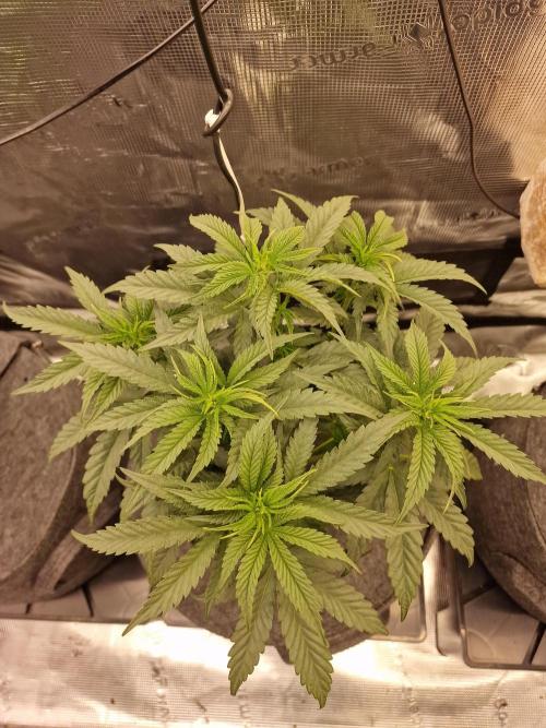Jelly Donutz - Humboldt Seed Company. Week 6