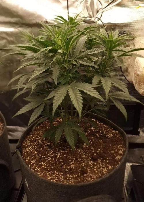 Jelly Donutz - Humboldt Seed Company. Week 6