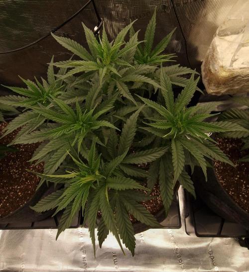 Jelly Donutz - Humboldt Seed Company. Week 6
