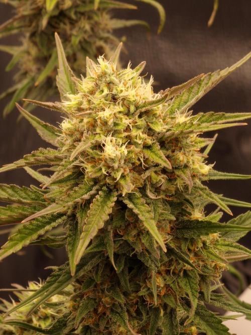 Apricot Automatic from 420 Fast Buds. Week 7