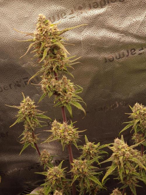 Apricot Automatic from 420 Fast Buds. Week 7