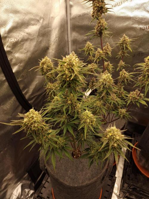 Apricot Automatic from 420 Fast Buds. Week 7