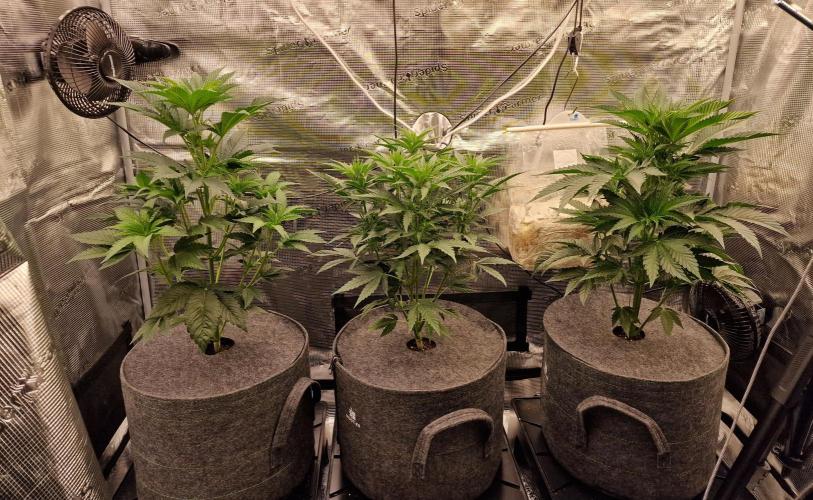 Jelly Donutz - Humboldt Seed Company. Week 7