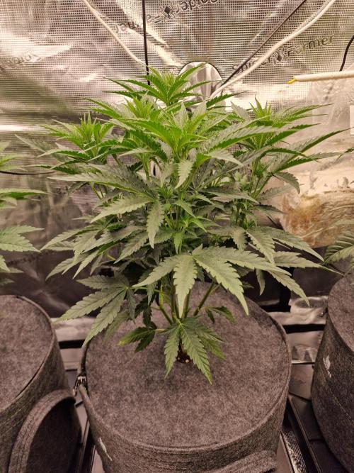 Jelly Donutz - Humboldt Seed Company. Week 7