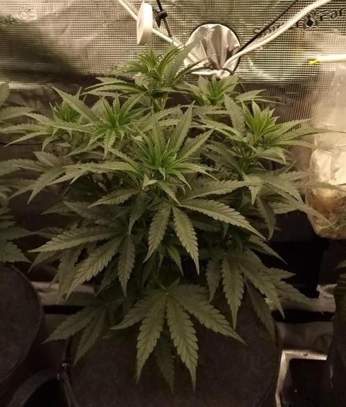 Jelly Donutz - Humboldt Seed Company. Week 7