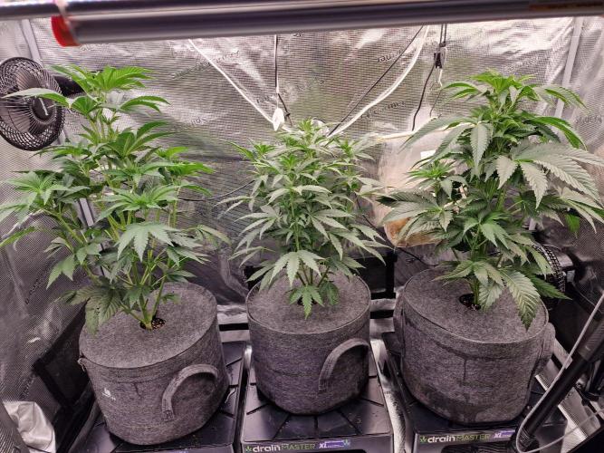 Jelly Donutz - Humboldt Seed Company. Week 7