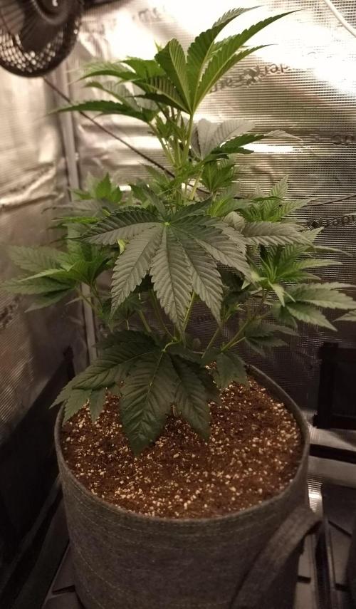 Chicken n’ Wafflez by Humboldt (HSC). Week 5 - #1 