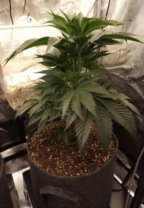 Chicken n’ Wafflez by Humboldt (HSC). Week 5 - #1