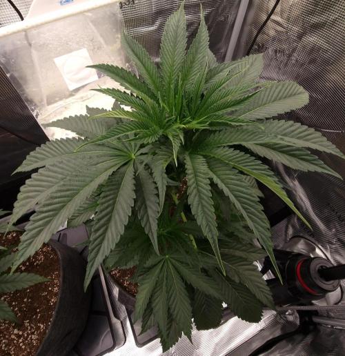 Chicken n’ Wafflez by Humboldt (HSC). Week 5 - #2