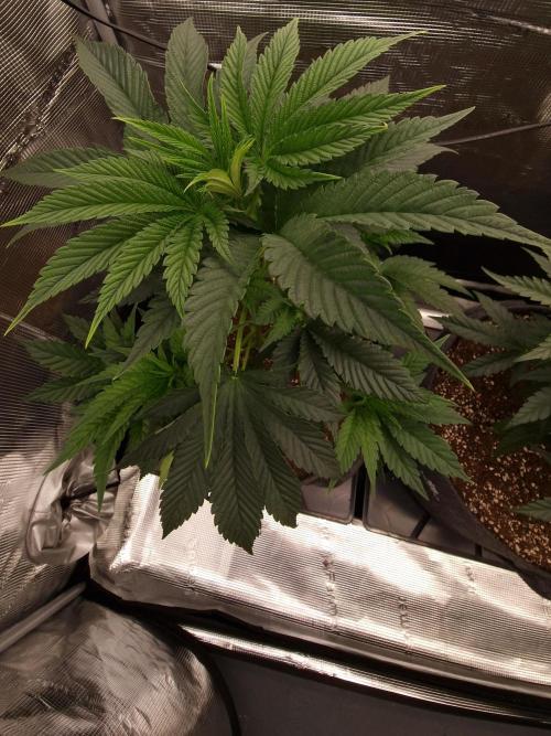 Chicken n’ Wafflez by Humboldt (HSC). Week 5 - #2
