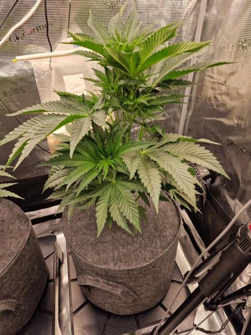 Chicken n’ Wafflez by Humboldt (HSC). Week 5 - #2