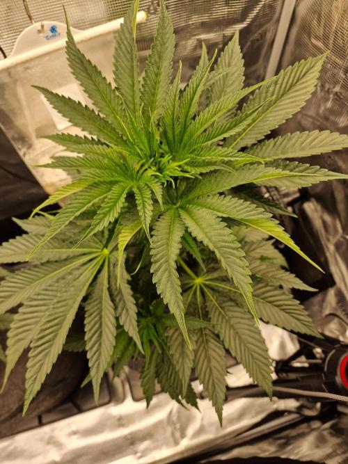 Chicken n’ Wafflez by Humboldt (HSC). Week 5 - #2