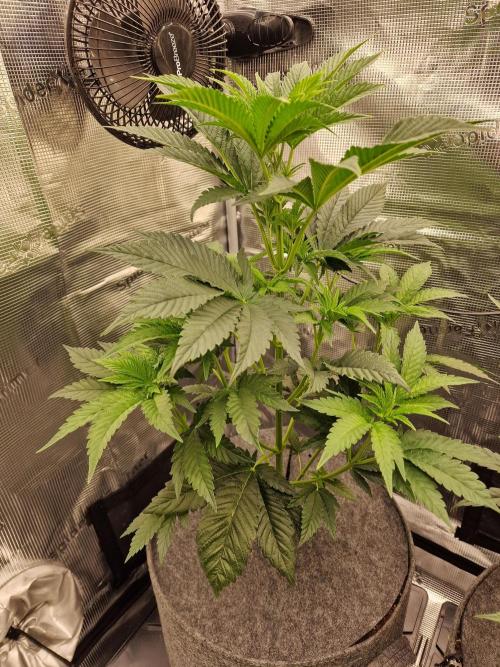 Chicken n’ Wafflez by Humboldt (HSC). Week 5 - #1